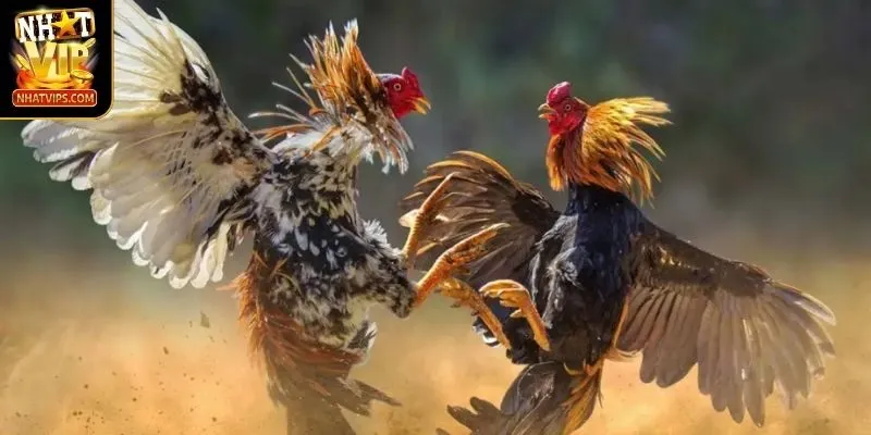 Những điểm mạnh của sảnh đá gà với kê thủ tại nền tảng